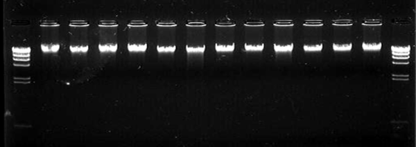 Nucleic Acid Extraction Services: DNA & RNA Extraction